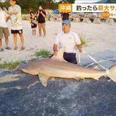 【サメ】沖縄県国頭村…