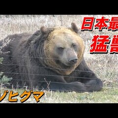 【クマ】北海道 旭川…