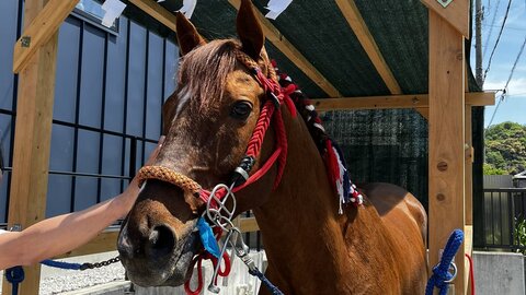 【訃報】三重の上げ馬…