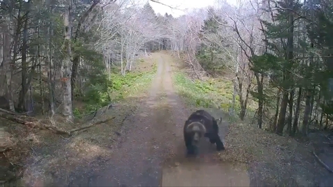 【動画】北海道のクマ…