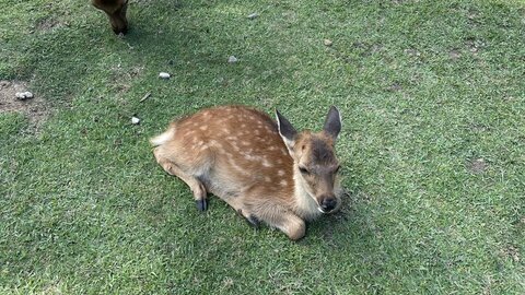 【画像】へずまりゅう…