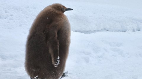 大きすぎ 仙台うみの杜水族館のオウサマペンギンのひなが大きすぎると話題に もこもこのダウンコート着てるみたい と人気 まとめダネ