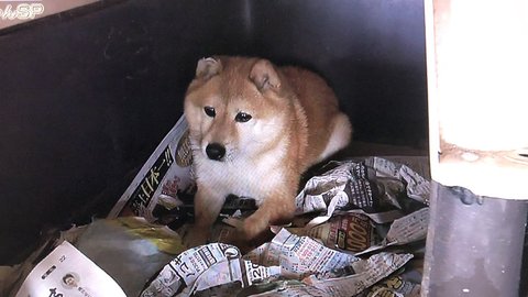 プロフェッショナル 犬の訓練士やりすぎ まめ蔵がかわいそうとの声 まとめダネ