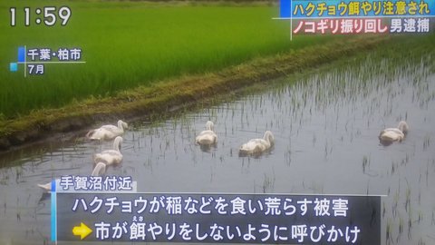 白鳥へのエサやりを注意された白取 しらとり さん ノコギリ振り回し市職員を追いかける まとめダネ