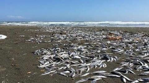 不安 イワシ大量死 伊豆諸島に打ち上げられる 南海トラフ地震の予兆かと囁かれる 韻踏んでる 怖い まとめダネ