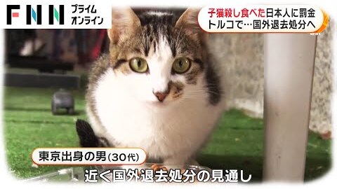 怖い トルコで子猫5匹を食べた東京出身の30代男 無職 日本では猫を食べる習慣がある と笑いながら供述 まとめダネ