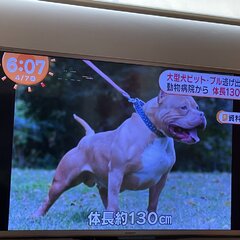 【注意喚起】千葉・市川市曽谷地区で大型犬ピットブルが動物病院から逃走！「明日から小学校が始まるので、事故が起こりませんように。」