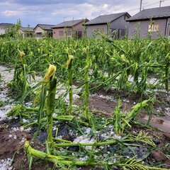 上里町で巨大なヒョウ…