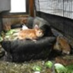 ウサギが住宅を&qu…