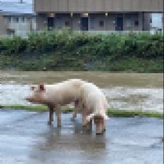 【脱走】静岡市清水区…