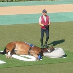 東京競馬場のパドック…