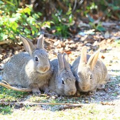 ウサギの島のウサギが…