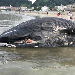 【クジラ】神奈川県鎌…