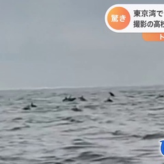 【動画】トド、クジラ…