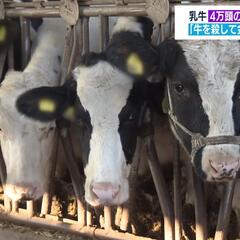 【悲報】日本の酪農経…