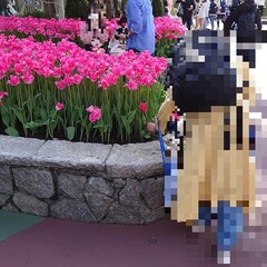 【画像】東京ディズニ…