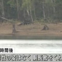 【クマ】北海道雨幌加…