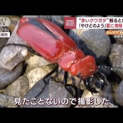 【危険】幻の赤いクワ…