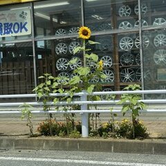 ビッグモーターの除草…