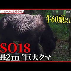 【速報】牛60頭以上…