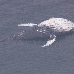 東京湾にクジラの死骸…