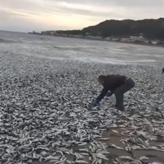 【動画】函館市の海岸…