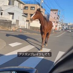 【馬】神奈川県伊勢原…