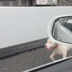【動画】近畿道で犬が…