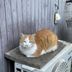 東京足立区・西新井警察署、猫の虐待に対する対応が酷いとX民投稿「証拠品破棄したと言われたのに警視庁の方が確認したら実はあった」