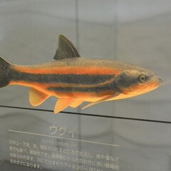 【速報】阿賀野川の魚…
