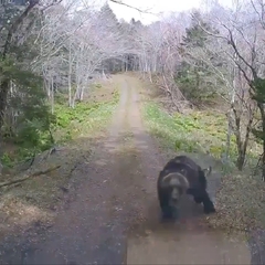 【動画】北海道のクマ…