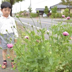 【ケシ】5歳児の大曽…