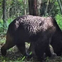 【ヒグマ】北海道別海…