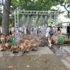 【画像】奈良公園 人…