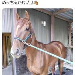 上げ馬神事 骨折の馬…