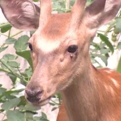 京都府福知山市 シカ…