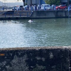 【水難事故】徳島県徳…