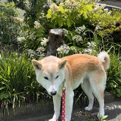 【訃報】人気柴犬の「…