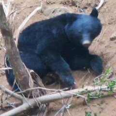 岡山県 ツキノワグマ…