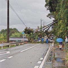 【倒木】国道206号…