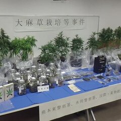 【大麻のような匂い】…