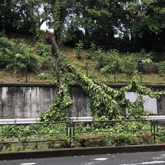 【事故】東京都港区青山 外苑西通りで倒木 通行止め 渋滞 現地の画像や動画まとめ