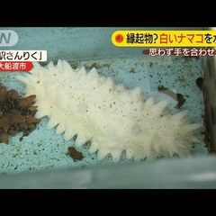 【白いナマコ】ナマコ…