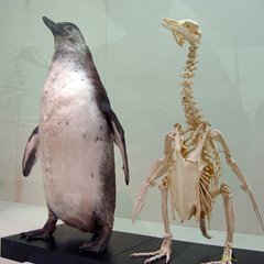 【話題】ペンギンの骨…