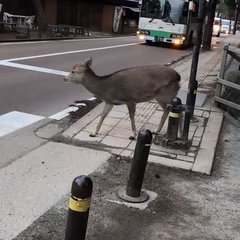 【鹿】ちゃんと車を待…