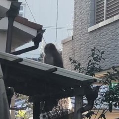 【猿】大阪市内でサル…
