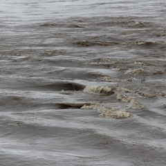 【大雨】利根川が氾濫…
