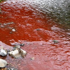 京都 鴨川の赤い水は…
