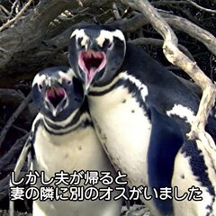【ペンギンNTR】ペ…