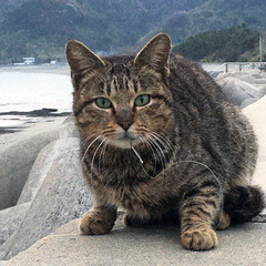 長崎 猫の口に釣り針…